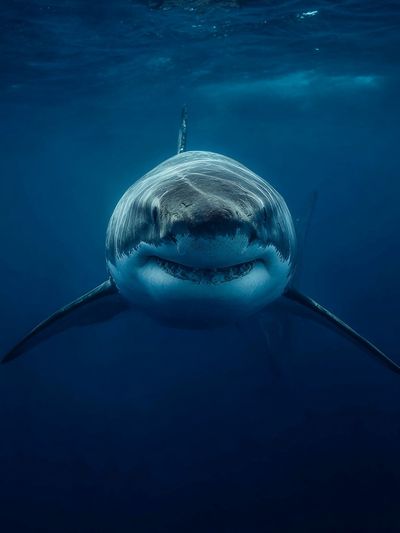 Great White Shark Underwater Poster. poster print