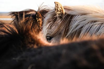 Horses in Harmony — Photography Print. poster print