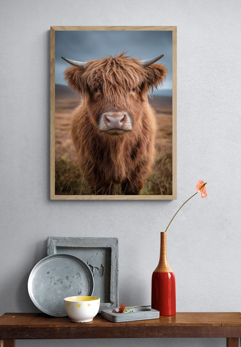 Highland Cow Portrait Poster. — room view 3