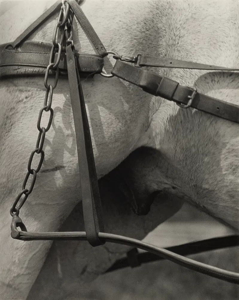 Horse Harness Detail — Photography Print. poster detail