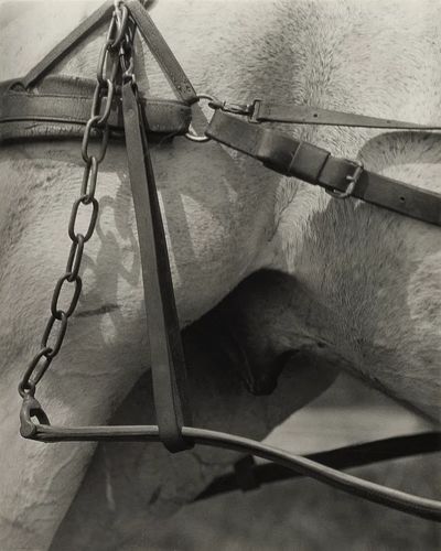 Horse Harness Detail — Photography Print. poster