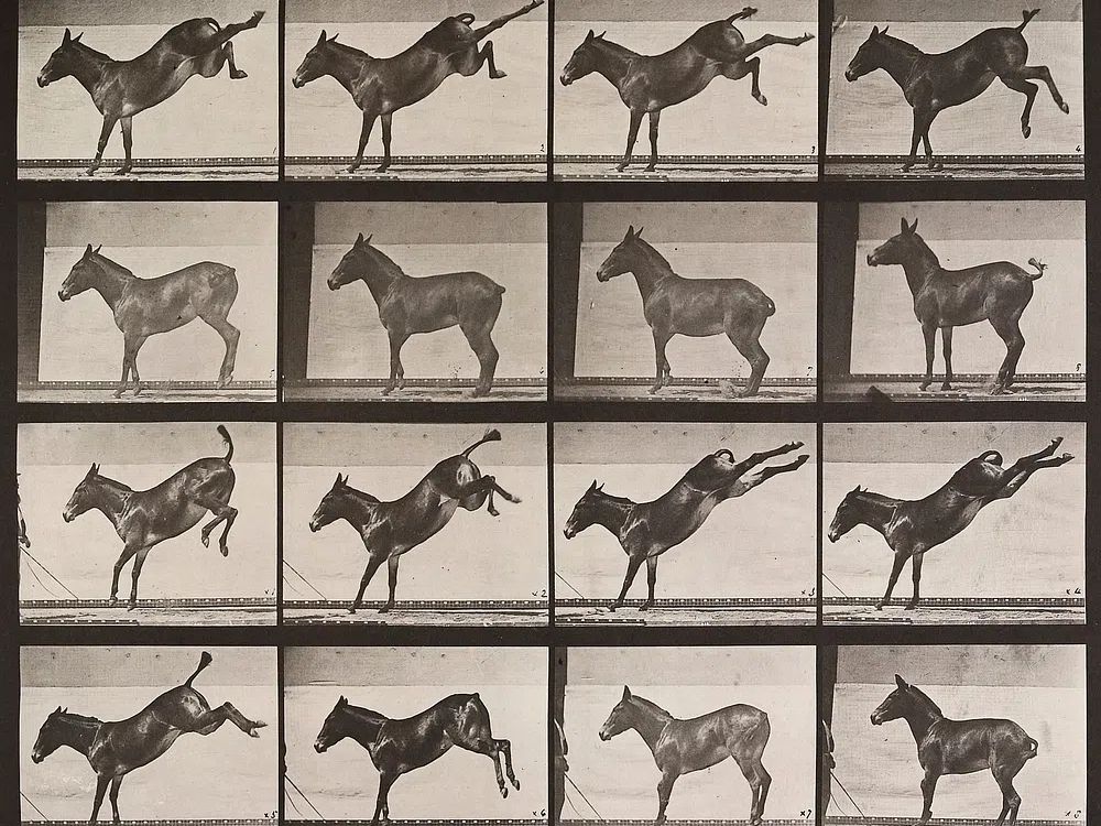 Galloping Horse — Vintage Print. poster — photography art