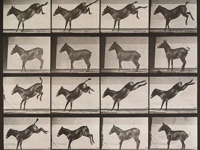 Galloping Horse — Vintage Print. poster print