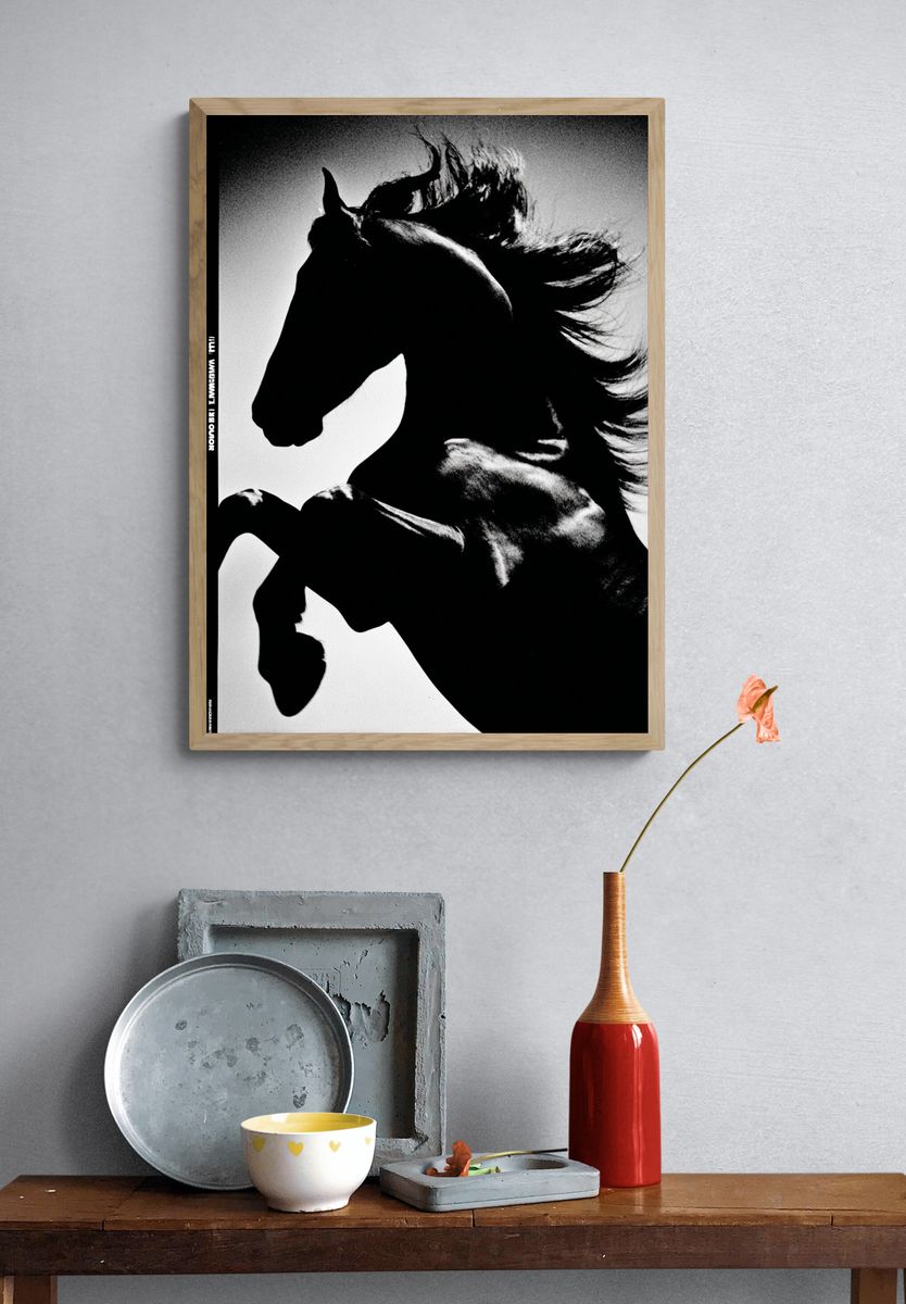 Majestic Horse — Black and White Print. — room view 3