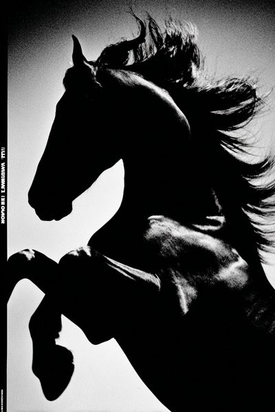 Majestic Horse — Black and White Print. poster print