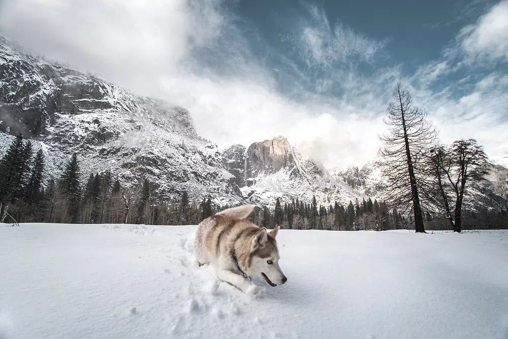 Husky in Snowy Mountain Landscape Poster. poster detail
