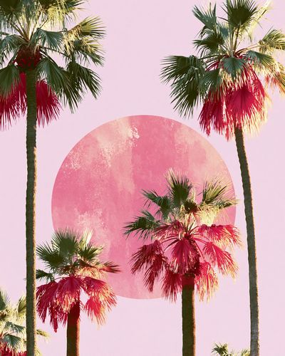 Pink Palm Sunset Illustration Poster. poster print