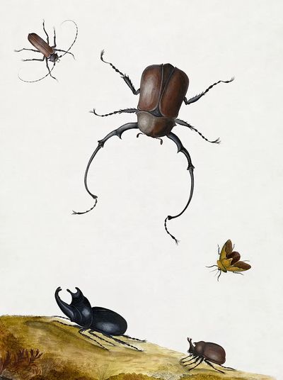 Insect Study — Botanical Print. poster print