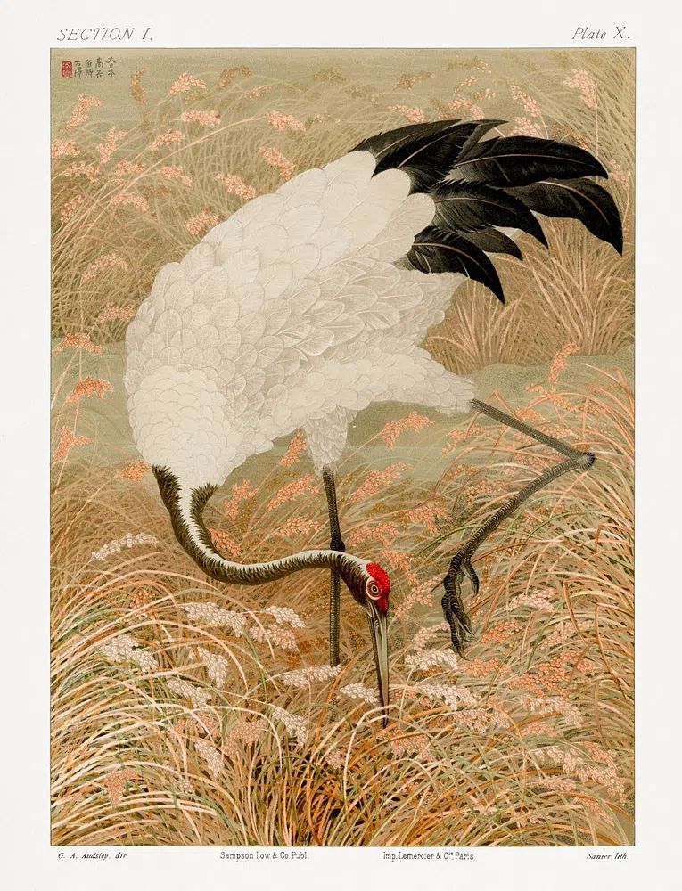 Sarus crane in rice field — Art Print. poster detail