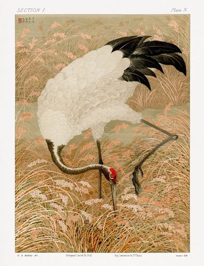 Sarus crane in rice field — Art Print. poster