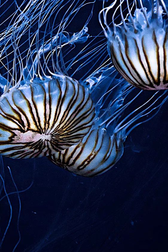 Jellyfish Drift Photography Poster. poster detail