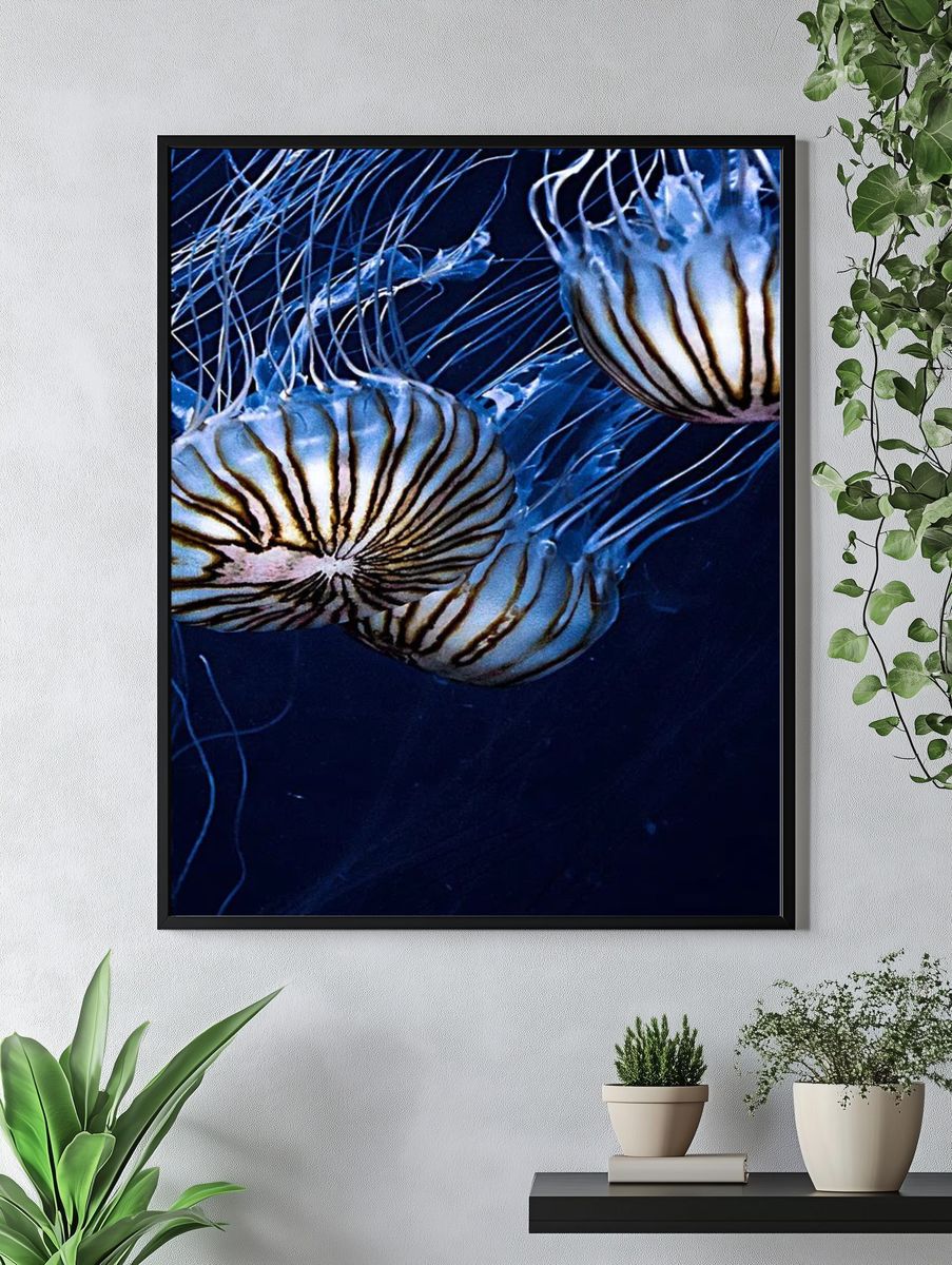Jellyfish Drift Photography Poster. — room view 4