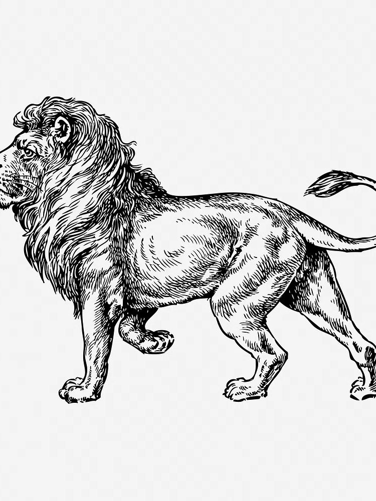 Majestic Lion Illustration Poster. poster detail