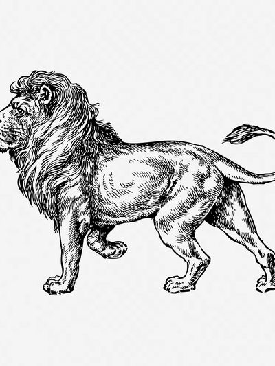 Majestic Lion Illustration Poster. poster print