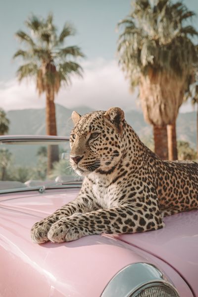 Leopard on Pink Car — Photography Print. poster print
