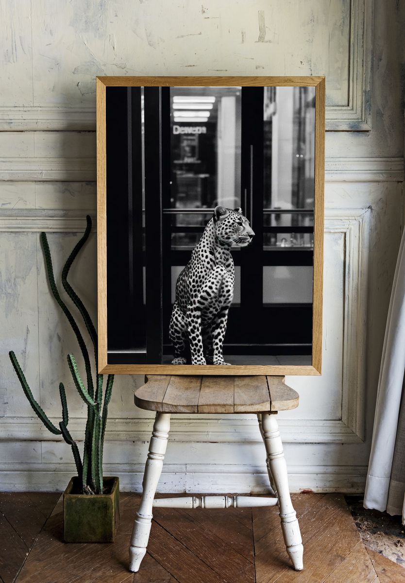 Leopard in Urban Setting — Photography Print. — room view 1