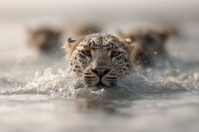 Leopard in Water Photography Poster. poster print