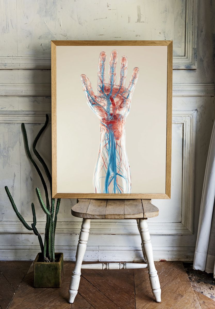Anatomical Hand — Medical Illustration Poster. — room view 1