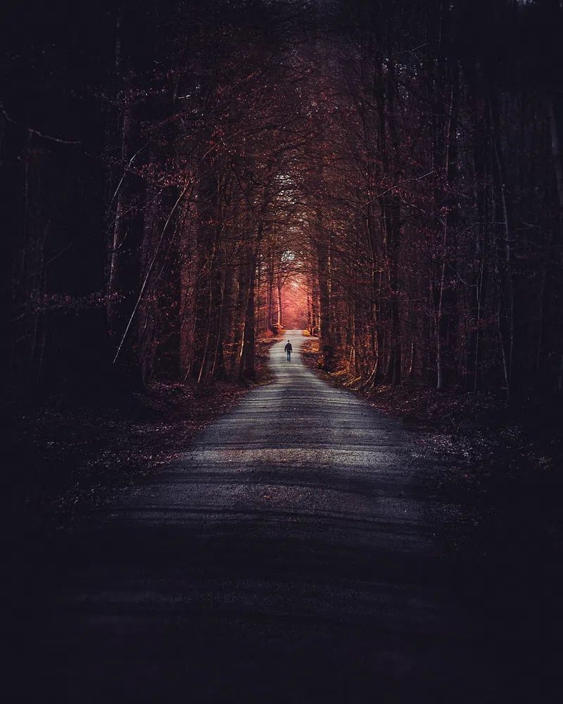 Mysterious Forest Path — Photography Print. poster — photography art