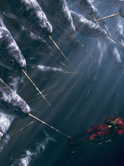 Narwhal Encounter Illustration Poster. poster