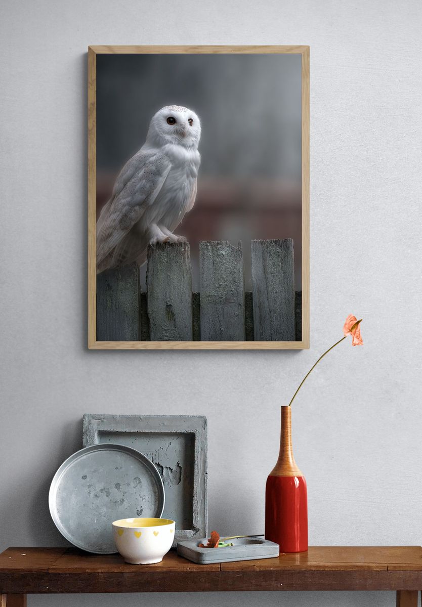 Snowy Owl on Fence — Photography Print. — room view 3