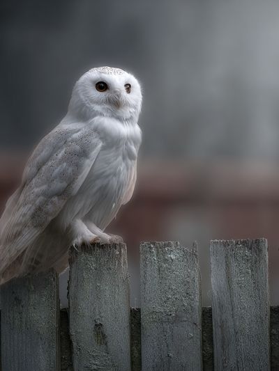 Snowy Owl on Fence — Photography Print. poster