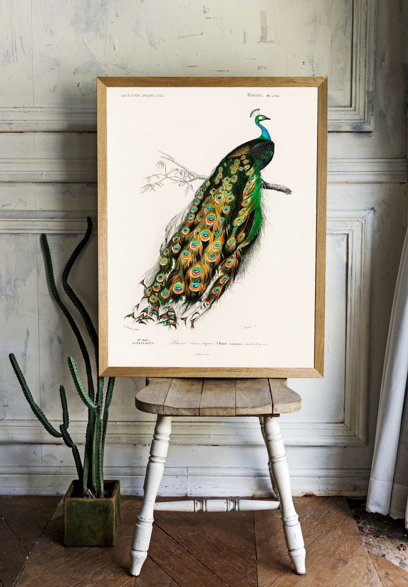 Peacock Illustration Poster. — room view 1