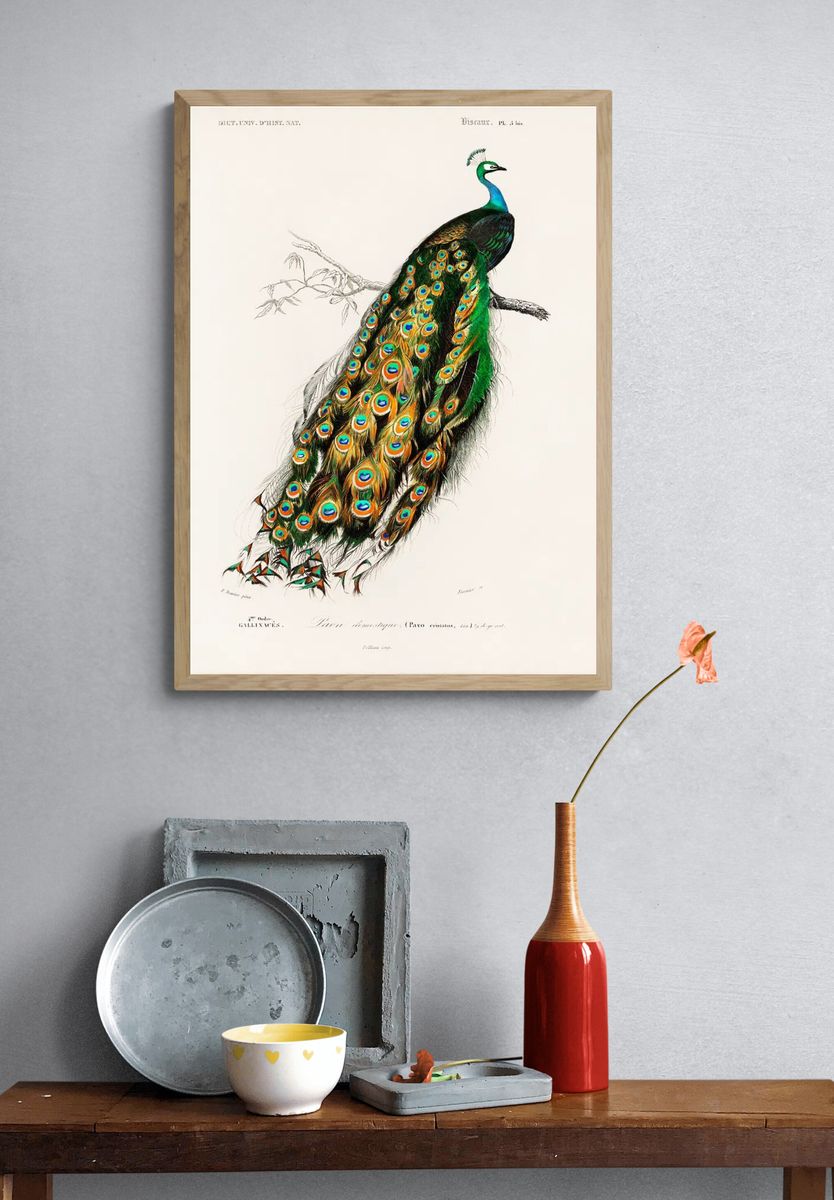 Peacock Illustration Poster. — room view 3