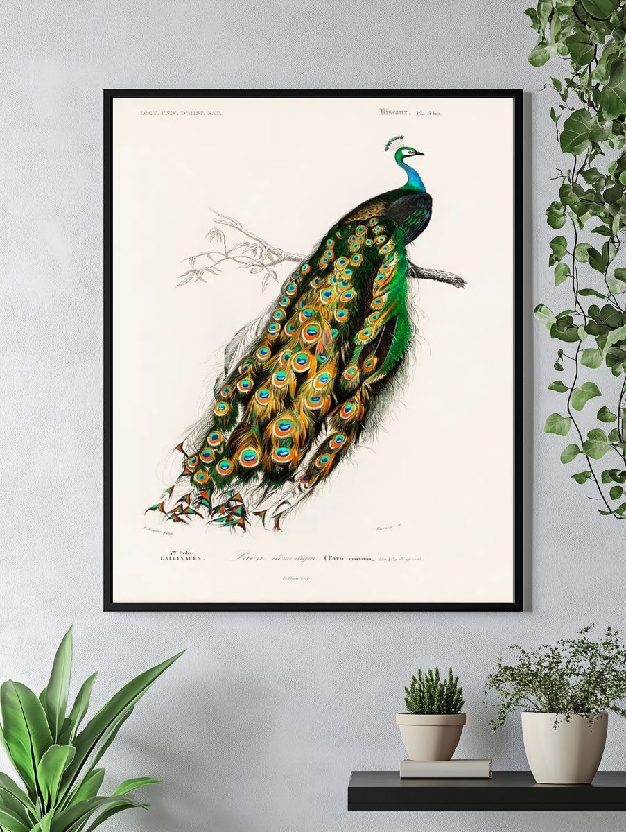 Peacock Illustration Poster. — room view 4