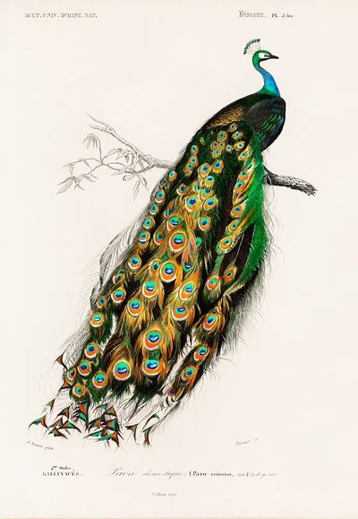 Peacock Illustration Poster. poster print