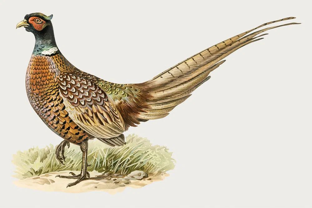 Colorful Pheasant Illustration Poster. poster detail
