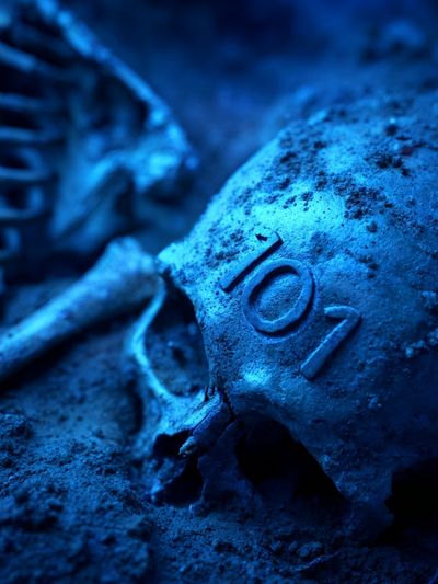 Blue Skull Macro Photography Poster. poster print