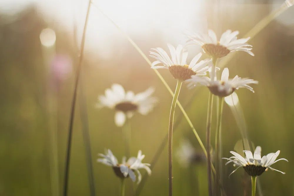 Sunlit Wild Daisies Photography Poster. poster — photography art
