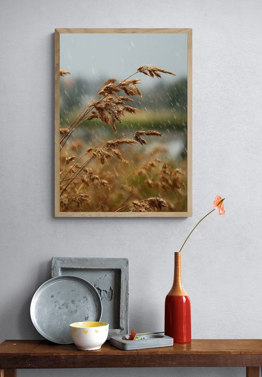 Rainy Meadow Grass Photography Poster. — room view 3