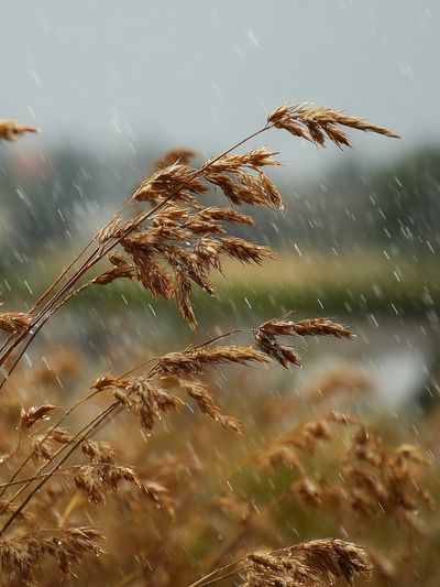 Rainy Meadow Grass Photography Poster. poster