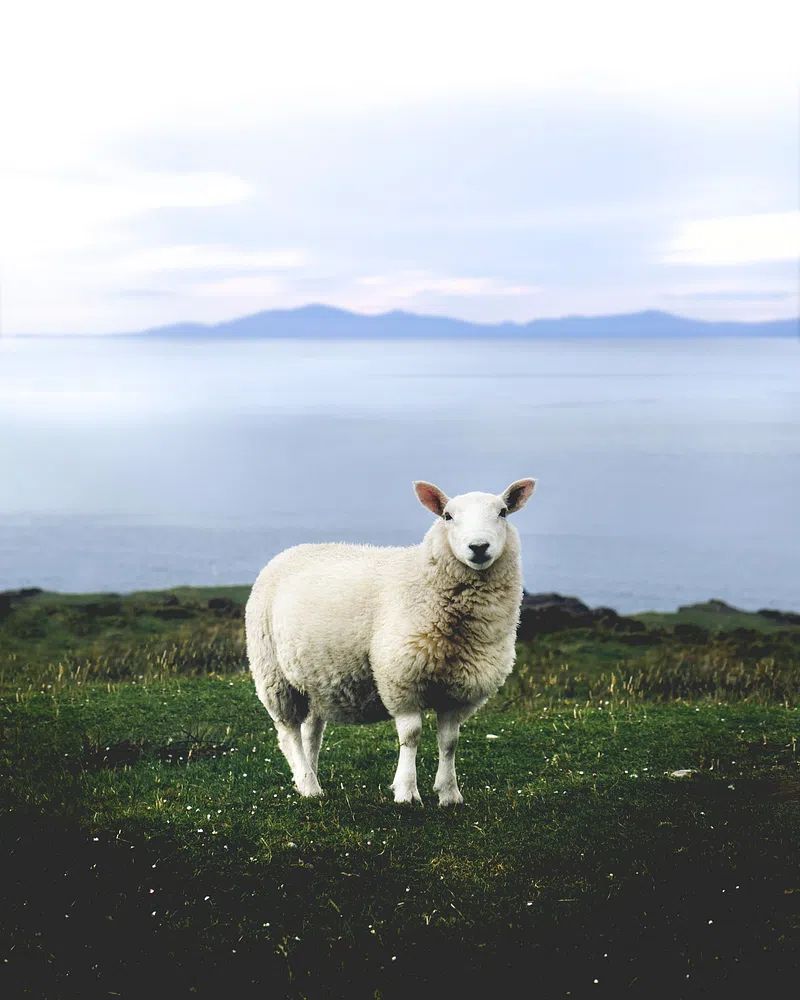 Coastal Sheep Photography Poster. poster — photography art