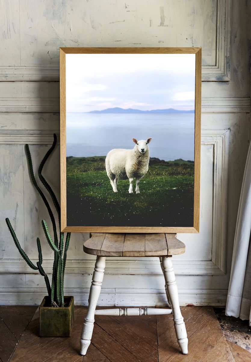 Coastal Sheep Photography Poster room preview