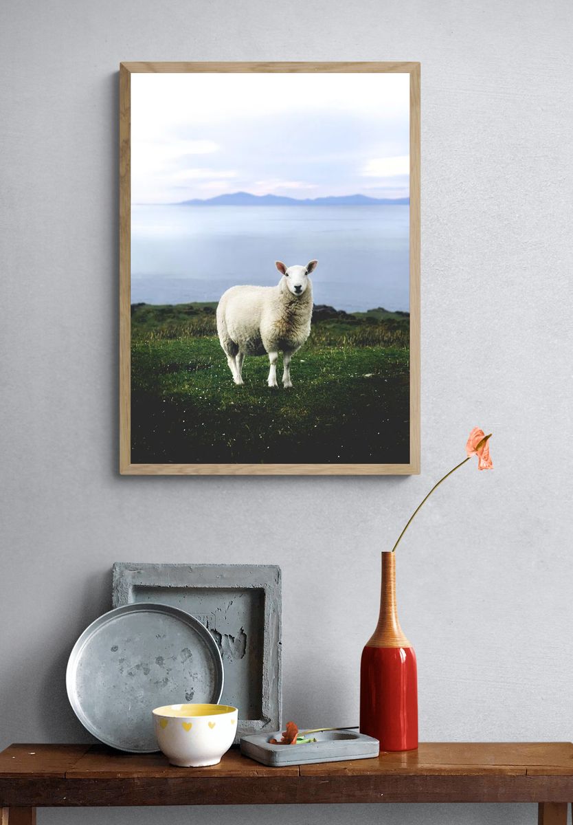 Coastal Sheep Photography Poster. — room view 3