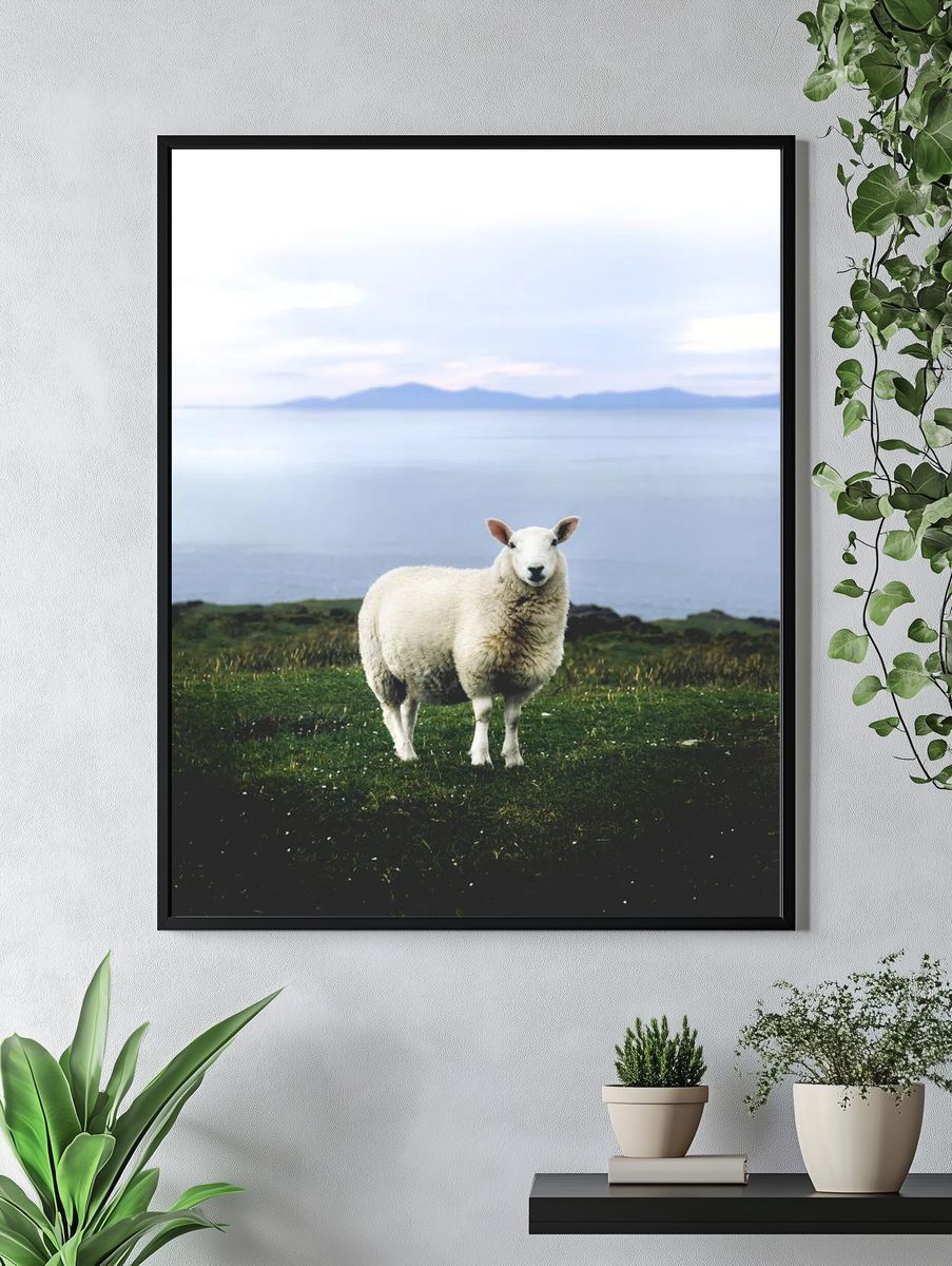 Coastal Sheep Photography Poster. — room view 4