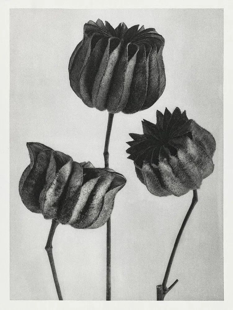 Abutilon (Lime Mallow) Pod — Art Print. poster detail