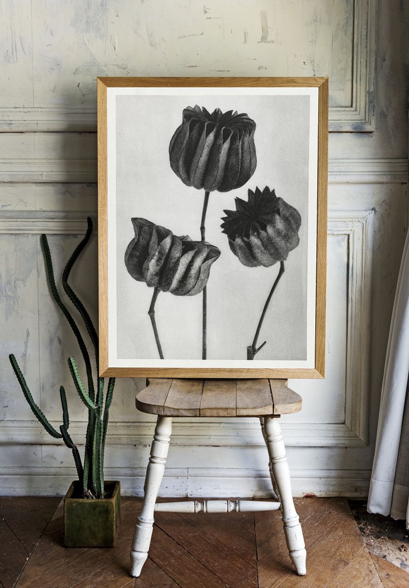 Abutilon (Lime Mallow) Pod — Art Print. — room view 1