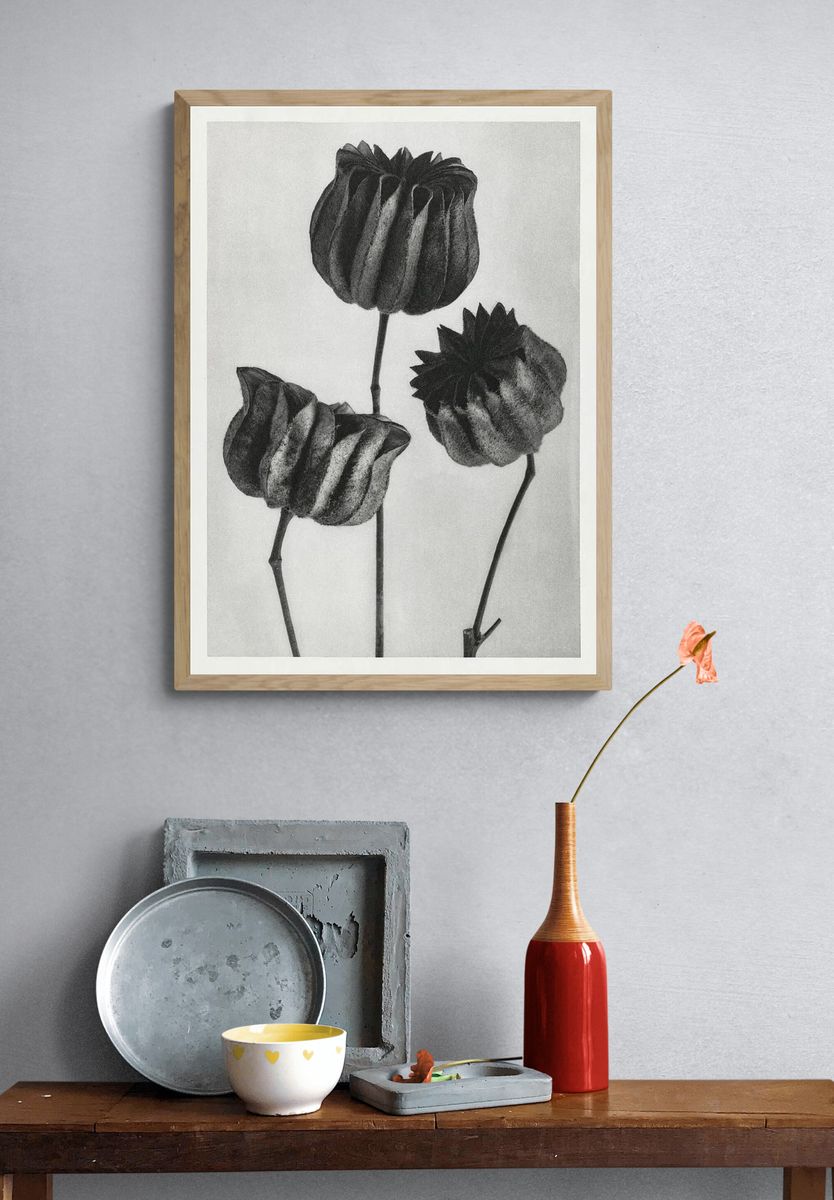 Abutilon (Lime Mallow) Pod — Art Print. — room view 3
