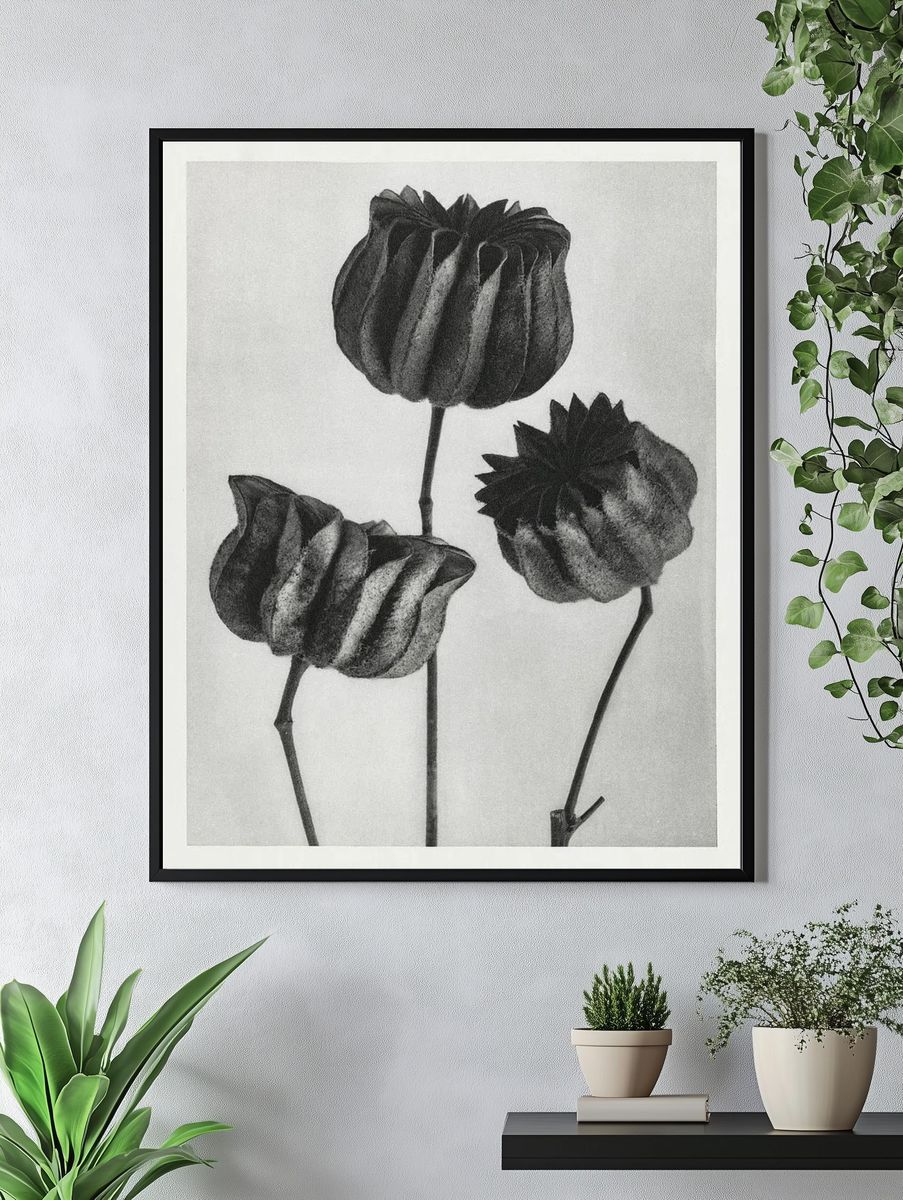 Abutilon (Lime Mallow) Pod — Art Print. — room view 4