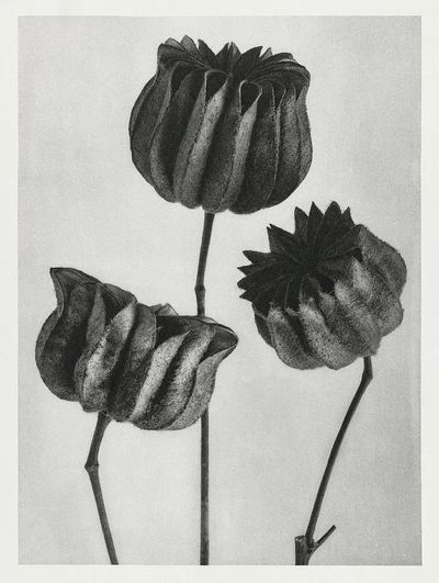 Abutilon (Lime Mallow) Pod — Art Print. poster