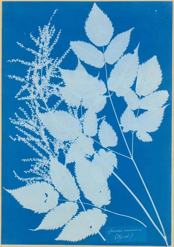 Spiraea aruncus — Art Print. poster detail