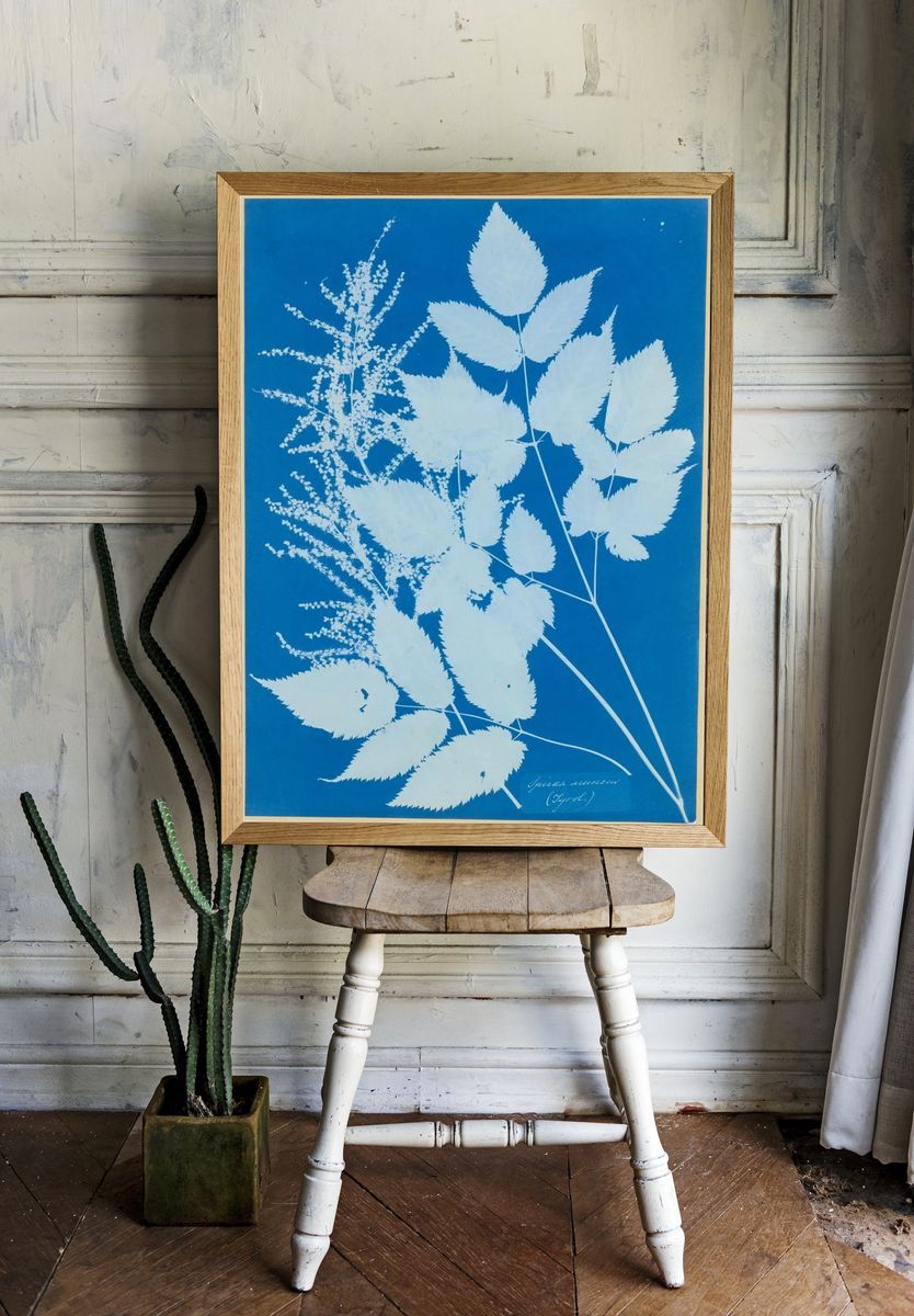 Spiraea aruncus — Art Print. — room view 1