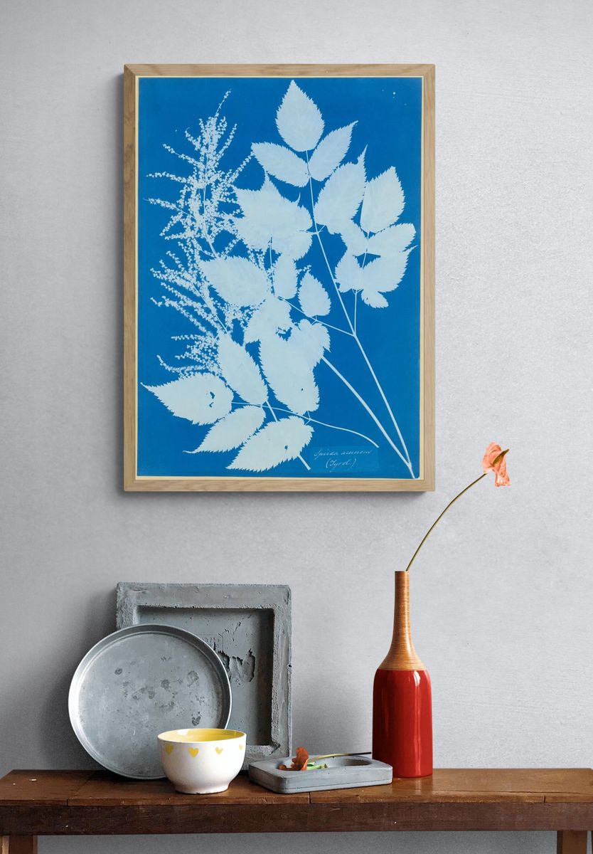 Spiraea aruncus — Art Print. — room view 3