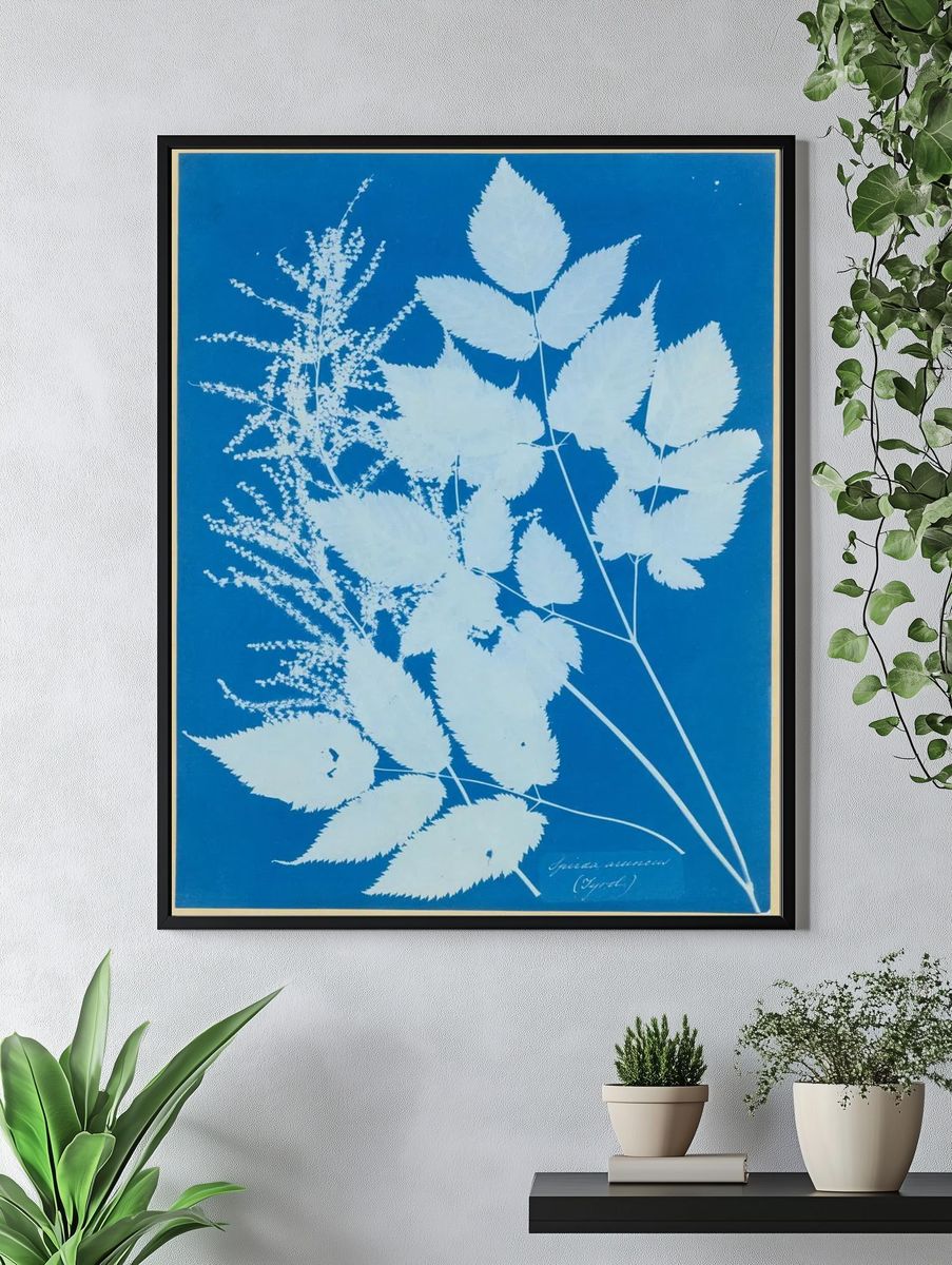 Spiraea aruncus — Art Print. — room view 4