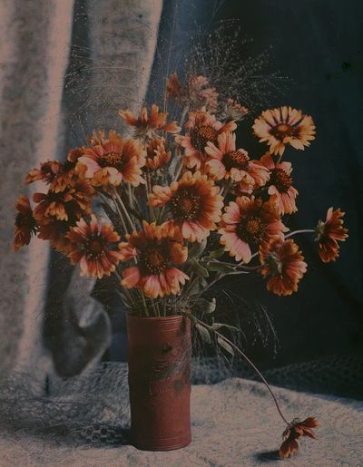 Gaillardias by Robert Walrond (1918) — Art Print. poster print