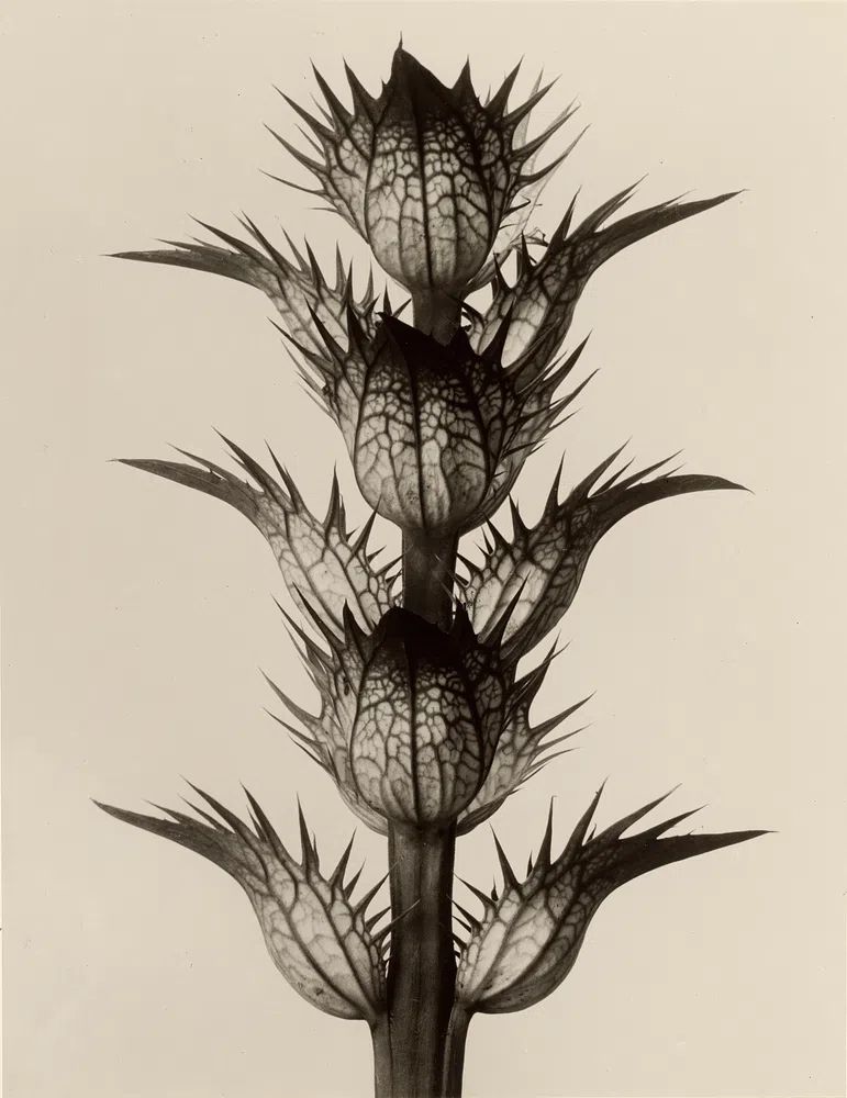 Acanthus mollis by Karl Blossfeldt — Art Print. poster detail
